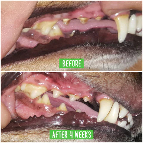 ChiotDentaire | Brosse à dents moelleuse pour chien